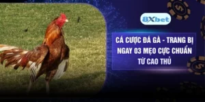 Cá Cược Đá Gà - Trang Bị Ngay 03 Mẹo Cực Chuẩn Từ Cao Thủ