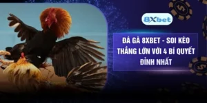 Đá Gà 8XBET - Soi Kèo Thắng Lớn Với 4 Bí Quyết Đỉnh Nhất