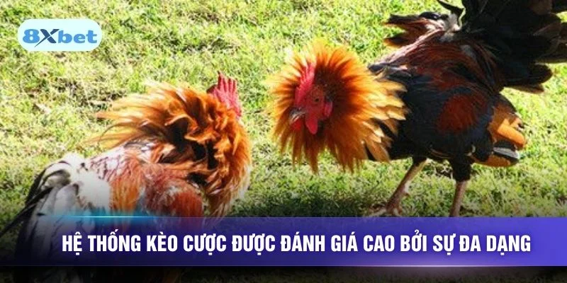 Hệ thống kèo cược được đánh giá cao bởi sự đa dạng