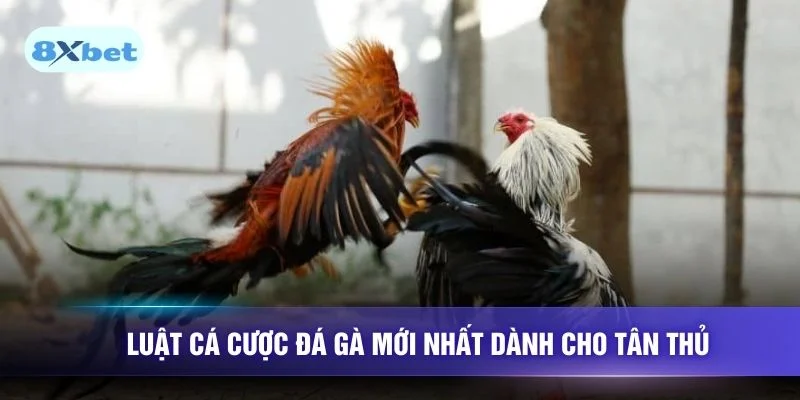 Luật cá cược đá gà mới nhất dành cho tân thủ