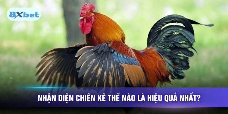 Nhận diện chiến kê thế nào là hiệu quả nhất?