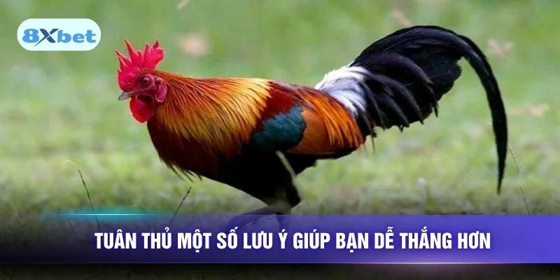 Tuân thủ một số lưu ý giúp bạn dễ thắng hơn